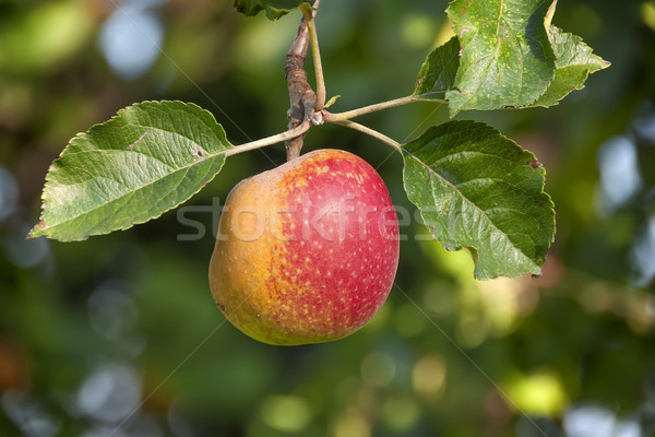 Apple Lake Constance Stock photo © w20er