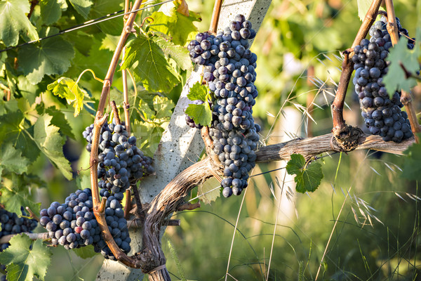 Rot Toskana Bild Rotwein Trauben Weinrebe Stock foto © w20er