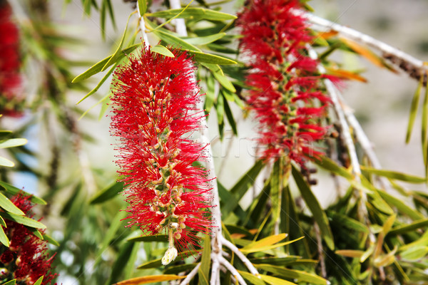 Foto stock: Planalto · vermelho · flor · Omã · árvore