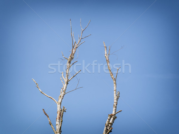 Betulla albero cielo blu sfondo alberi blu Foto d'archivio © w20er