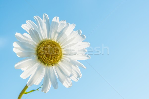 Marguerite backlit Stock photo © w20er