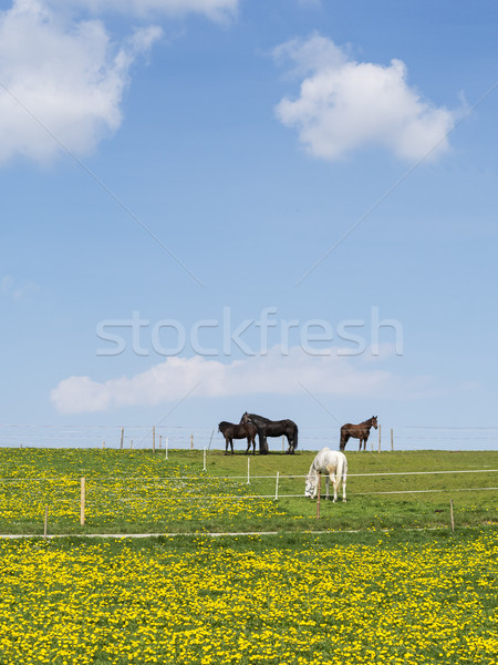 Quatro cavalos prado blue sky branco nuvens Foto stock © w20er