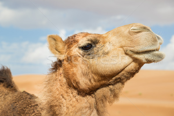 Foto stock: Camelo · Omã · imagem · deserto · céu · bebê