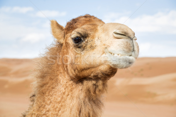 Stock photo: Camel in Wahiba Oman