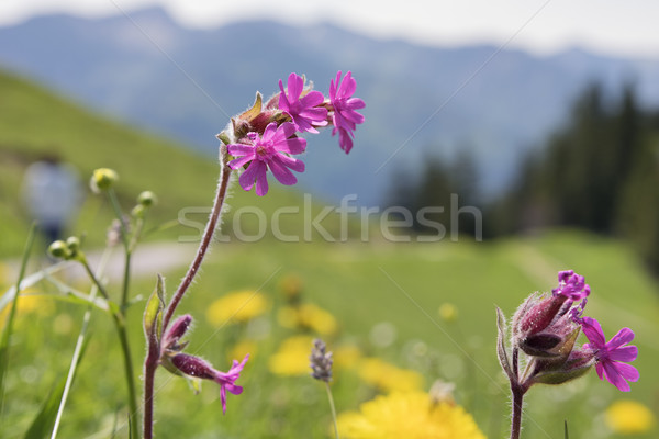 Flor silvestre alpes montana paisaje fondo verano Foto stock © w20er