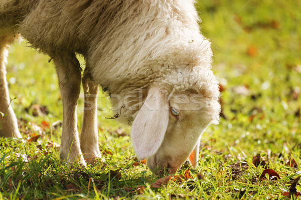 Grazing sheep in autumn Stock photo © w20er