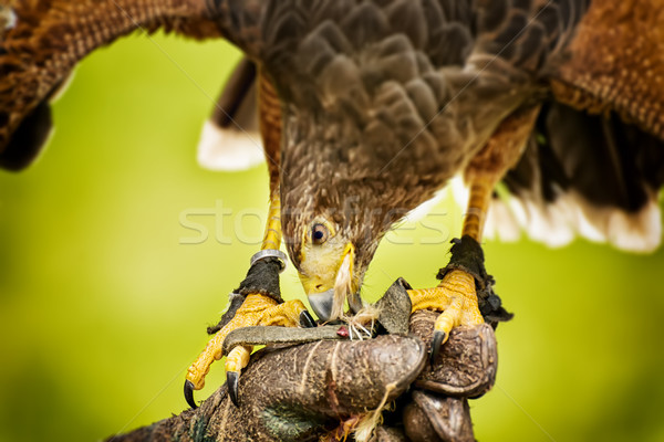 Eating raptor bild Stock photo © w20er
