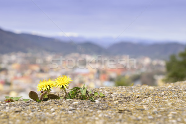 Dandelion with cityscape Graz Austria Stock photo © w20er