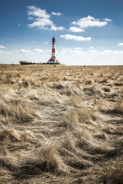 Gras with lighthouse Stock photo © w20er