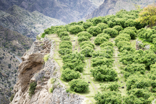 Oman plateau immagine panorama agricoltura terrazza Foto d'archivio © w20er