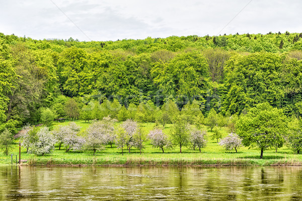 Банки Дунай Вишневое деревья зеленый белый Сток-фото © w20er