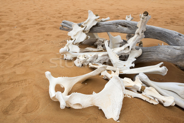Animal bones in desert Stock photo © w20er