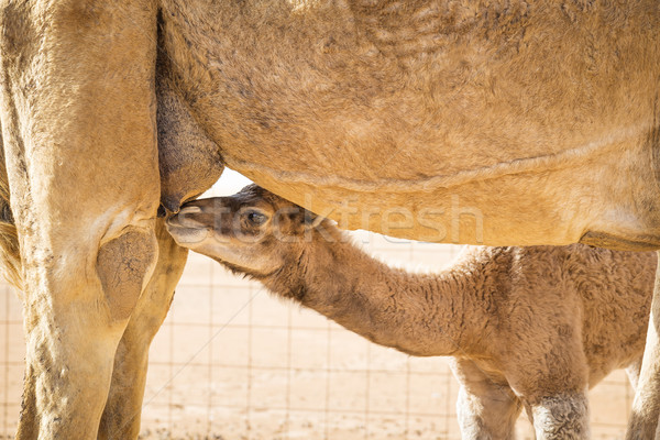 Kameel Oman afbeelding woestijn hemel baby Stockfoto © w20er