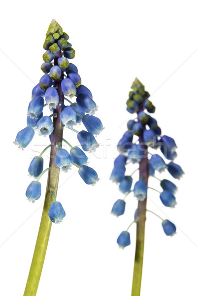 grape hyacinth Stock photo © w20er