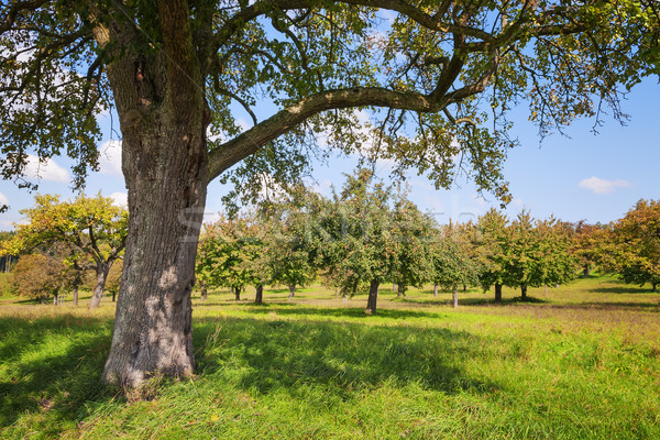 Apple trees Lake Constance Stock photo © w20er