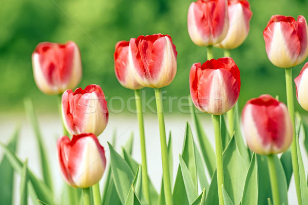 Red new tulips Stock photo © w20er