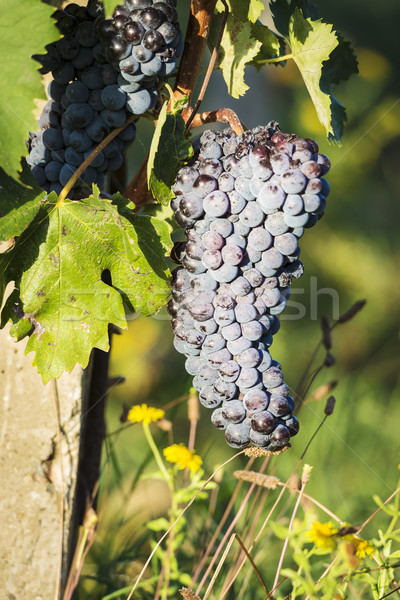 Rotwein Trauben Toskana Bild Weinrebe Italien Stock foto © w20er