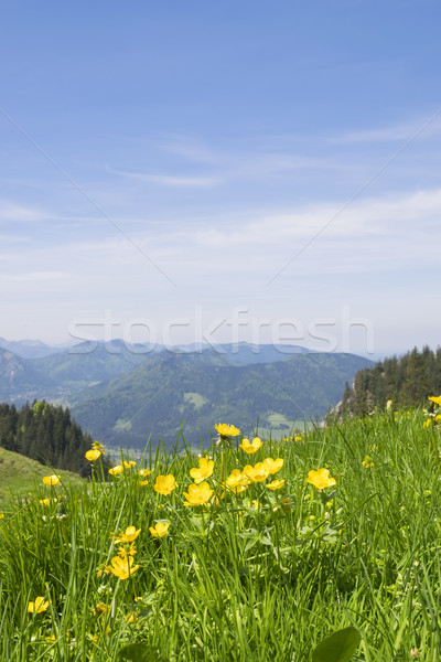 Buttercups Bavaria Alps Stock photo © w20er