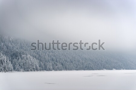 森林 雪 画像 冷たい 日 無料 ストックフォト © w20er