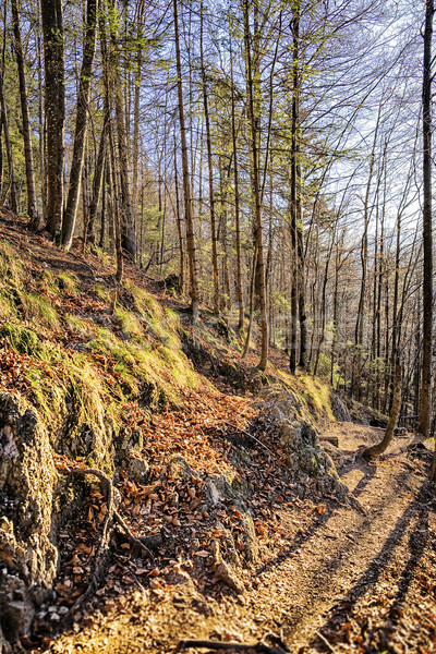 Stok fotoğraf: Ağaçlar · alpler · dağ · orman · manzara · arka · plan