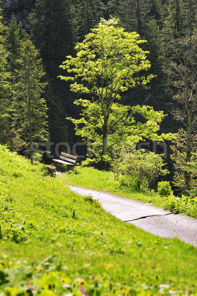 Beech in Bavaria Alps Stock photo © w20er