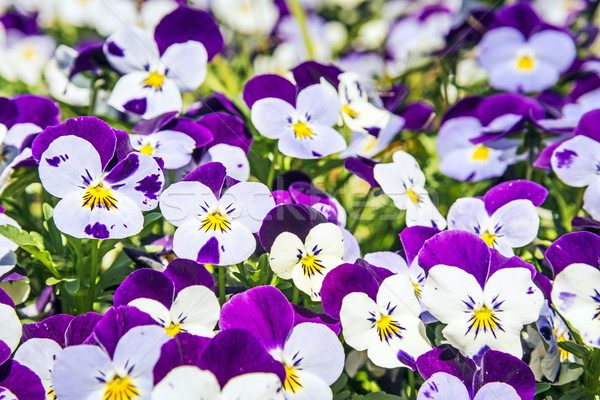 Pansy flowers Stock photo © w20er