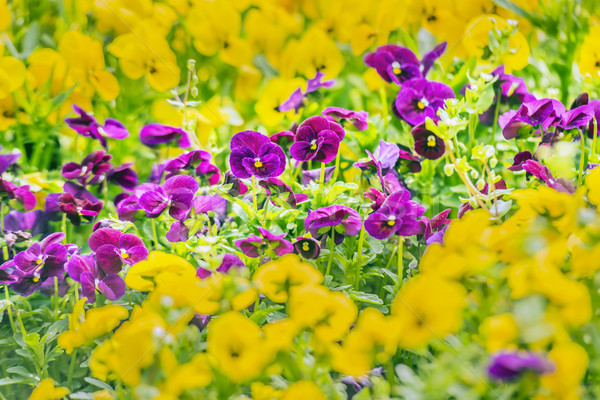 Purple pansy flowers Stock photo © w20er