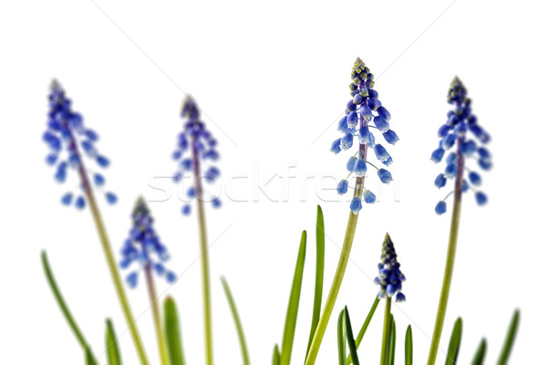 grape hyacinth Stock photo © w20er