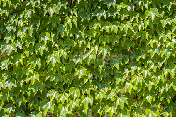 стены винограда полный зеленые листья весны фон Сток-фото © w20er