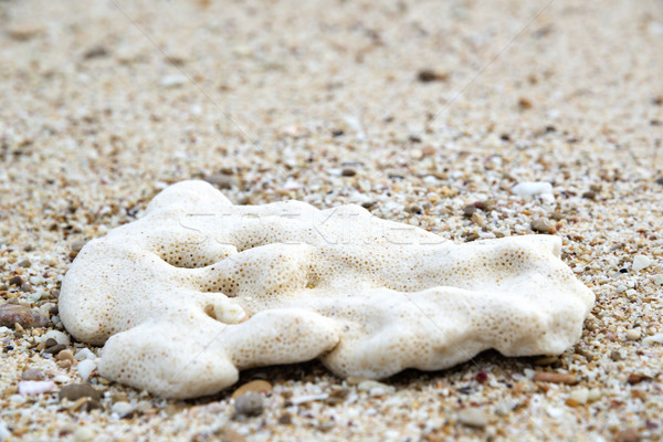 Oman beach sponge Stock photo © w20er