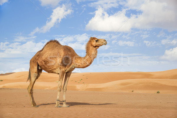 Camel in Wahiba Oman Stock photo © w20er