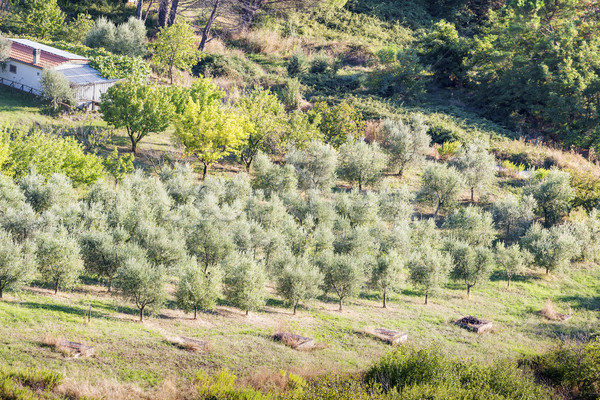 Sunset landscape Tuscany Stock photo © w20er