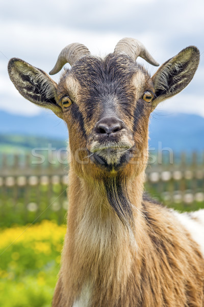 Bavarian goat Stock photo © w20er