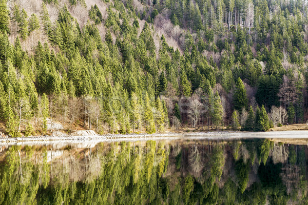 Trees at lakeside Stock photo © w20er