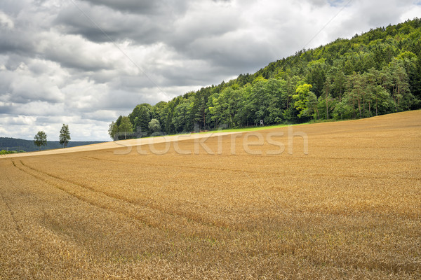 Foto d'archivio: Campo · di · grano · Germania · immagine · cielo · natura · alberi