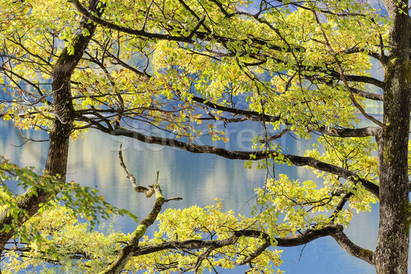 Trees at lake Kochelsee Stock photo © w20er