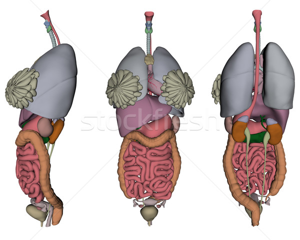 Human organs Stock photo © Wampa