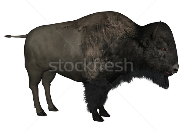 Bison 3D gerendert weiß isoliert männlich Stock foto © Wampa