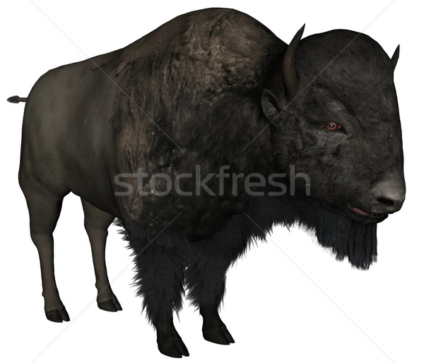 Bison Stock photo © Wampa