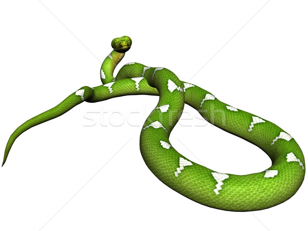 Green python Stock photo © Wampa