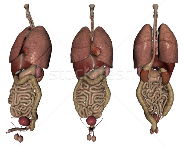 Stock photo: Human organs