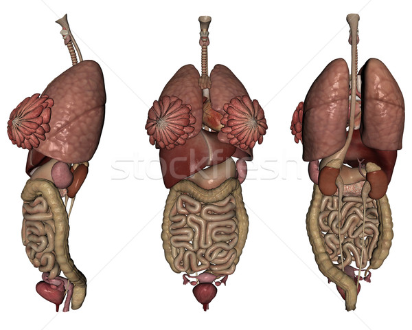 Stock photo: Human organs