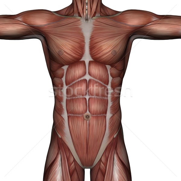 ストックフォト: 3D · 筋 · 男 · レンダリング · 白 · 孤立した