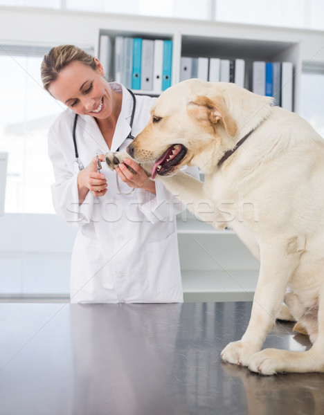 Dog getting claws trimmed by vet Stock photo © wavebreak_media