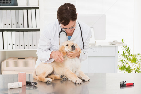 állatorvos megvizsgál aranyos kutya orvosi iroda Stock fotó © wavebreak_media