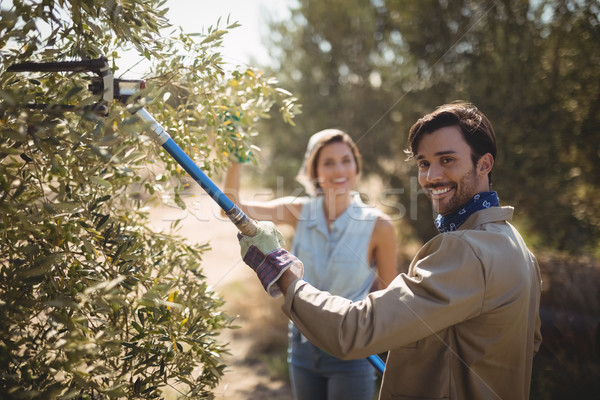 Man plucking olives with rake while standing by woman at farm Stock photo © wavebreak_media