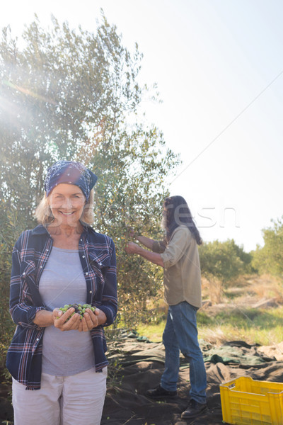 Woman holding harvested olives while man working in background Stock photo © wavebreak_media