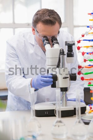 Stock photo: Scientist analysing petri dish with the microscope 