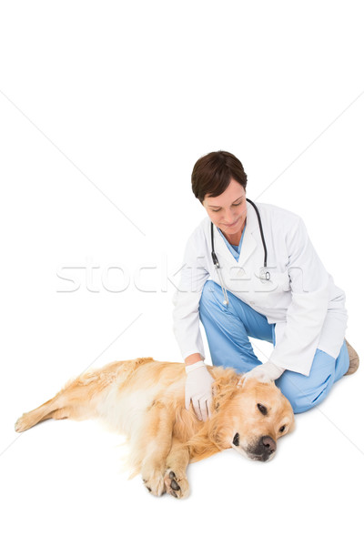 ストックフォト: 獣医 · 調べる · 犬 · 医療 · オフィス · 女性