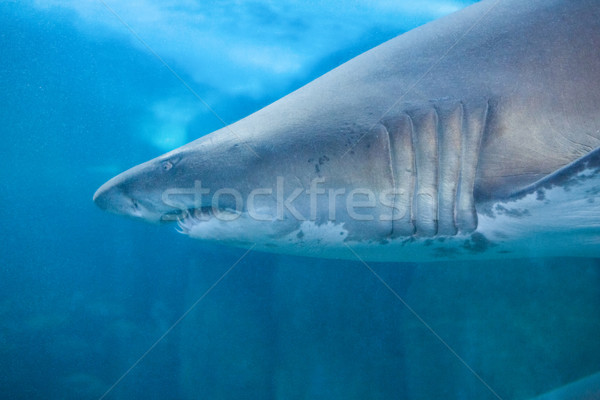 Rekina pływanie ryb zbiornika akwarium Zdjęcia stock © wavebreak_media